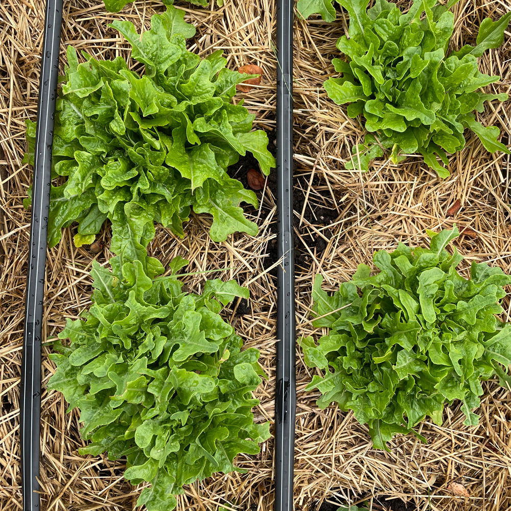 LECHUGA CERBIATTA