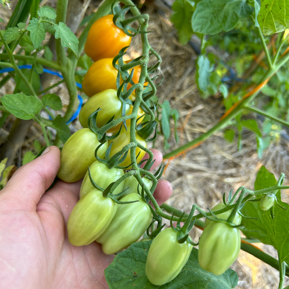 TOMATE CHERRY CHICK