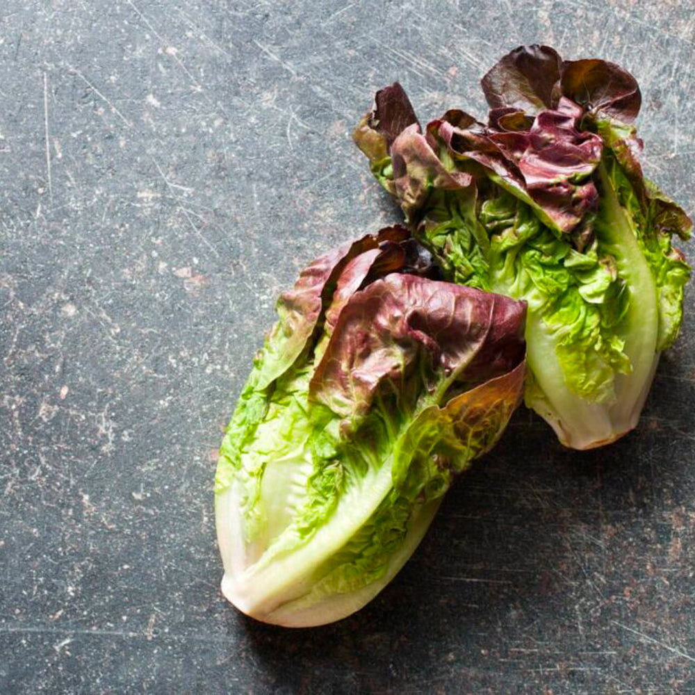LECHUGA COS ROMAINE ROJA
