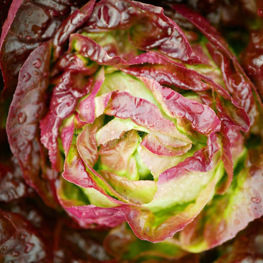 LECHUGA COS ROMAINE ROJA