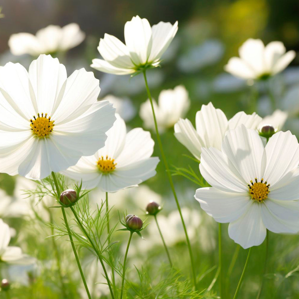 COSMOS, BLANCO