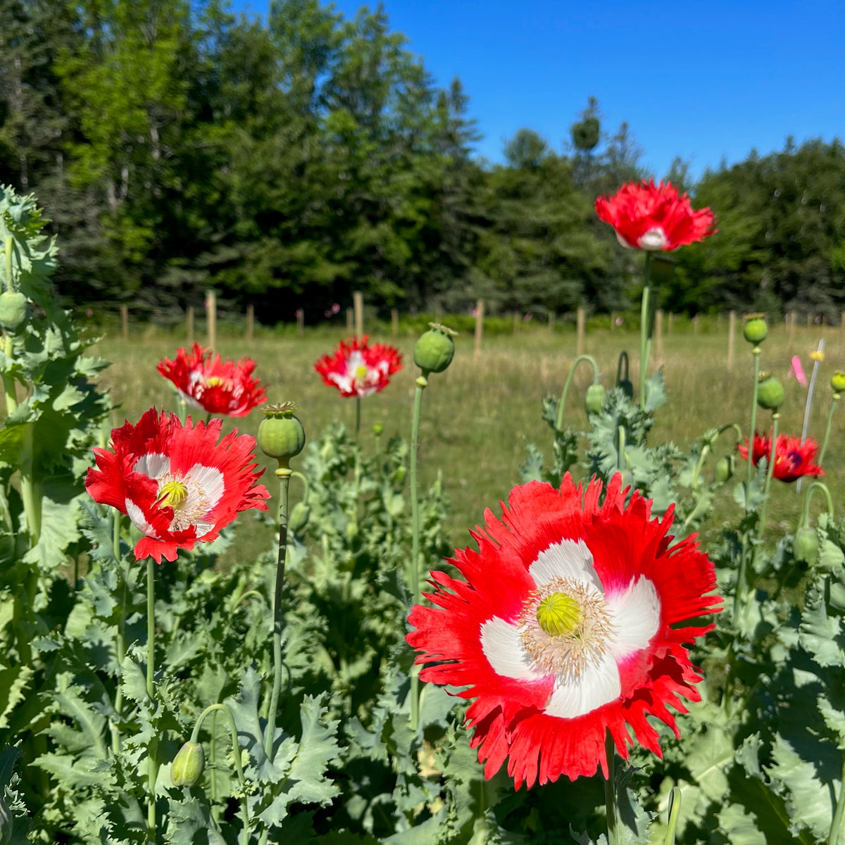 AMAPOLA, DANISH FLAG