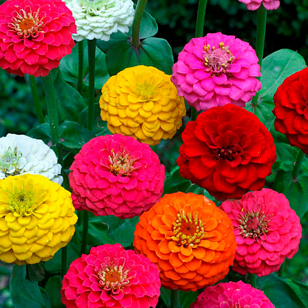 ZINNIA LILLIPUT