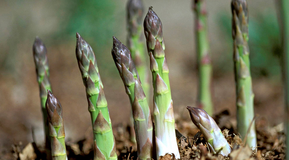 Cultiva tus propios espárragos orgánicos en casa!