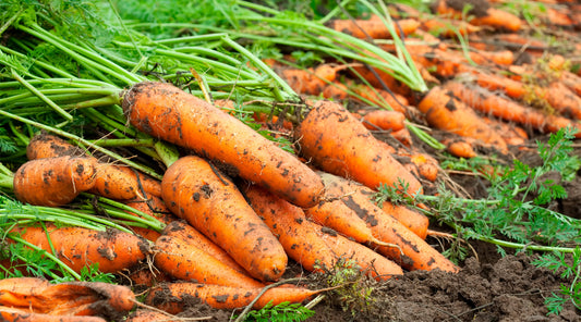 Como sembrar zanahorias en tu jardín