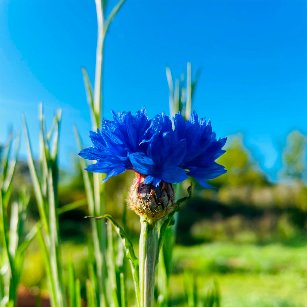 PROMO FLORES