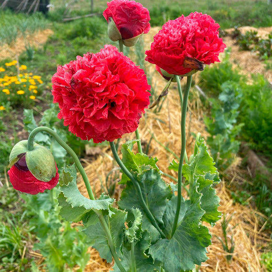 AMAPOLA, ROSA