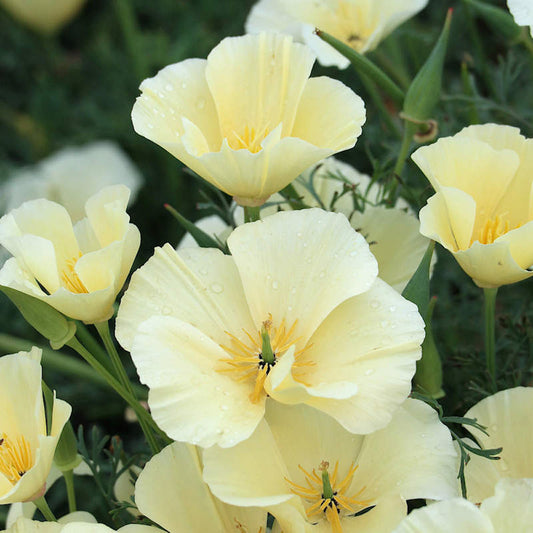 AMAPOLA CALIFORNIANA, BLANCA