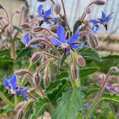 BORRAJA – Km100 Semillas Orgánicas BORRAJA – Km100 Semillas Orgánicas