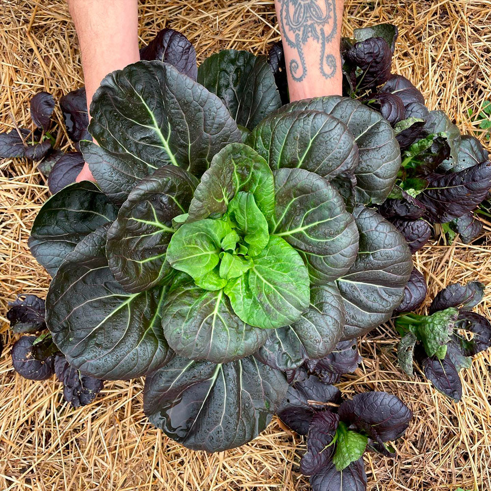 BOK CHOI, VIOLETA