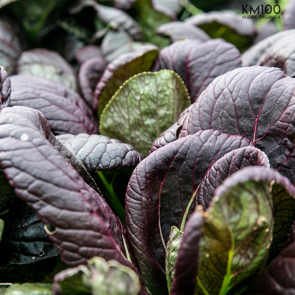 BOK CHOI, VIOLETA