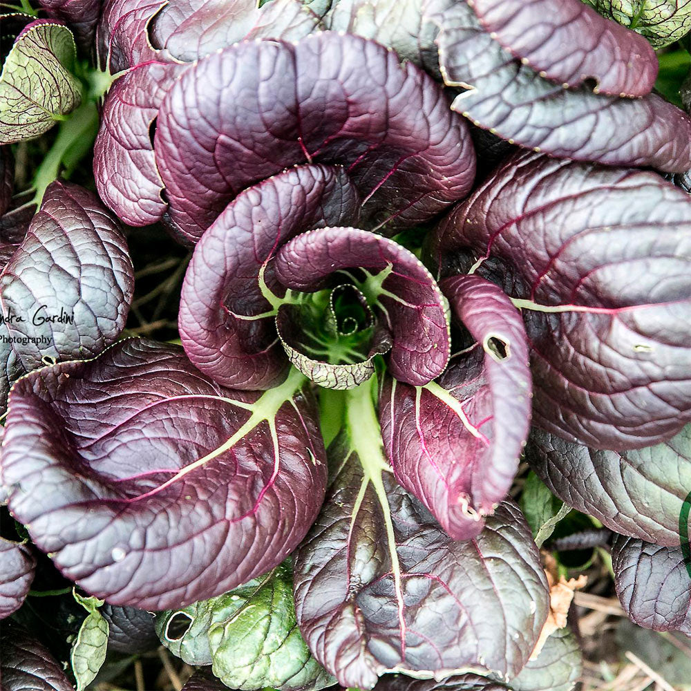 BOK CHOI, VIOLETA