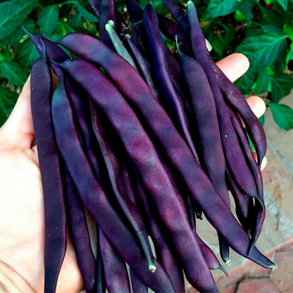 CHAUCHA VIOLETA