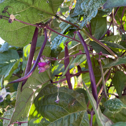 CHAUCHA VIOLETA