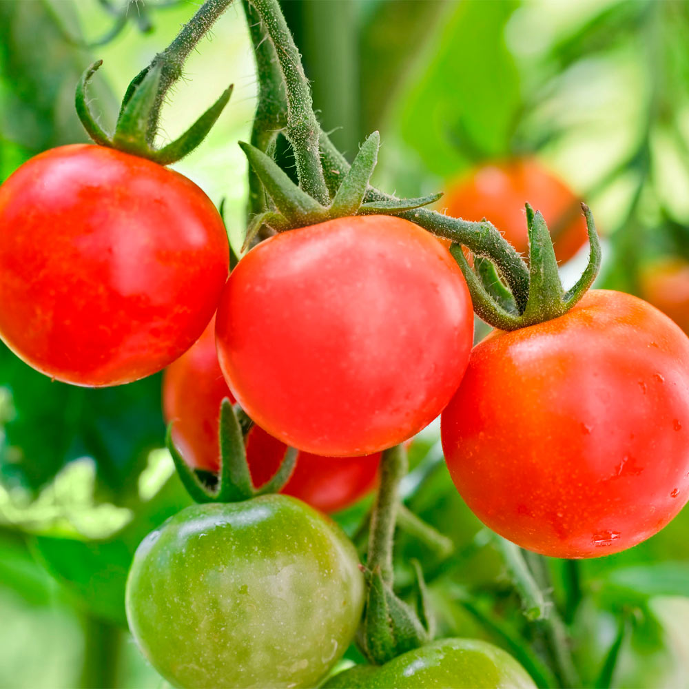 TOMATE CHERRY, ROJO