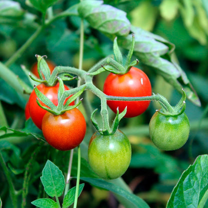 TOMATE CHERRY, ROJO