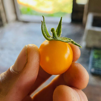 TOMATE CHERRY, AMARILLO