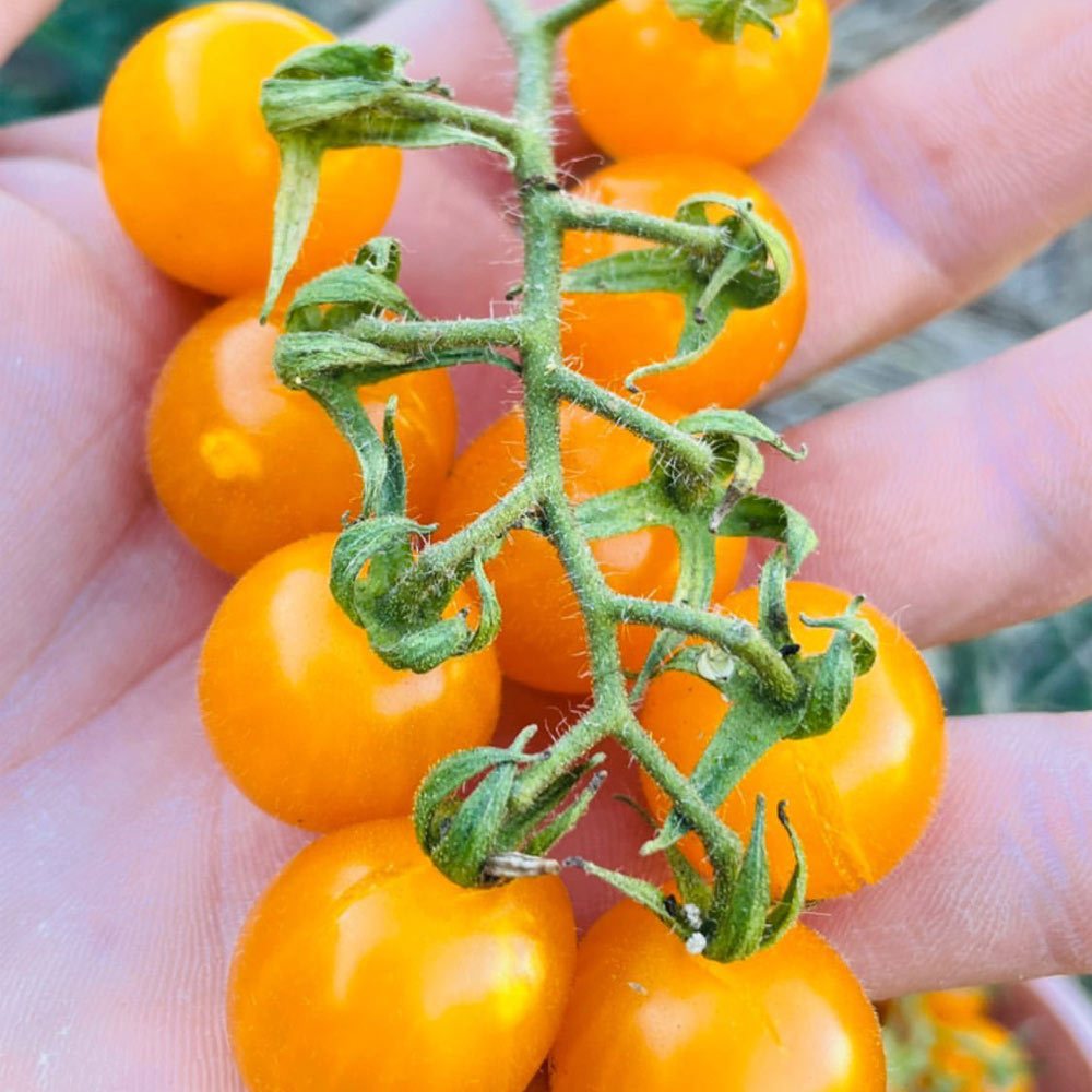 TOMATE CHERRY, AMARILLO