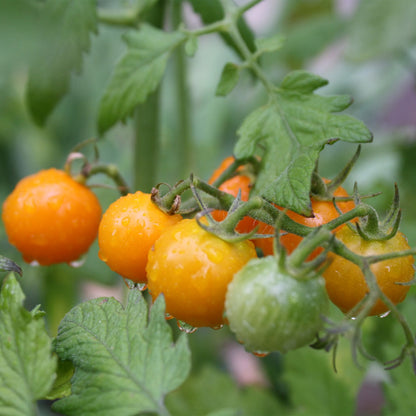 TOMATE CHERRY, AMARILLO