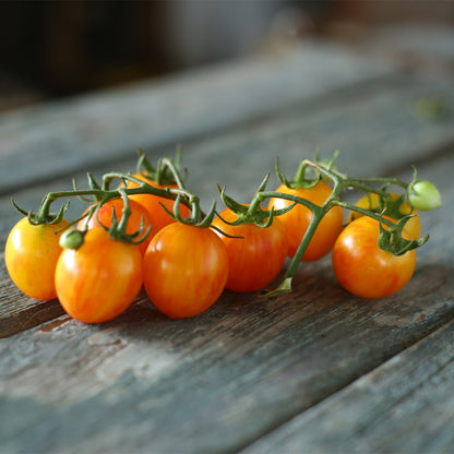 TOMATE CHERRY, BUMBLE BEE