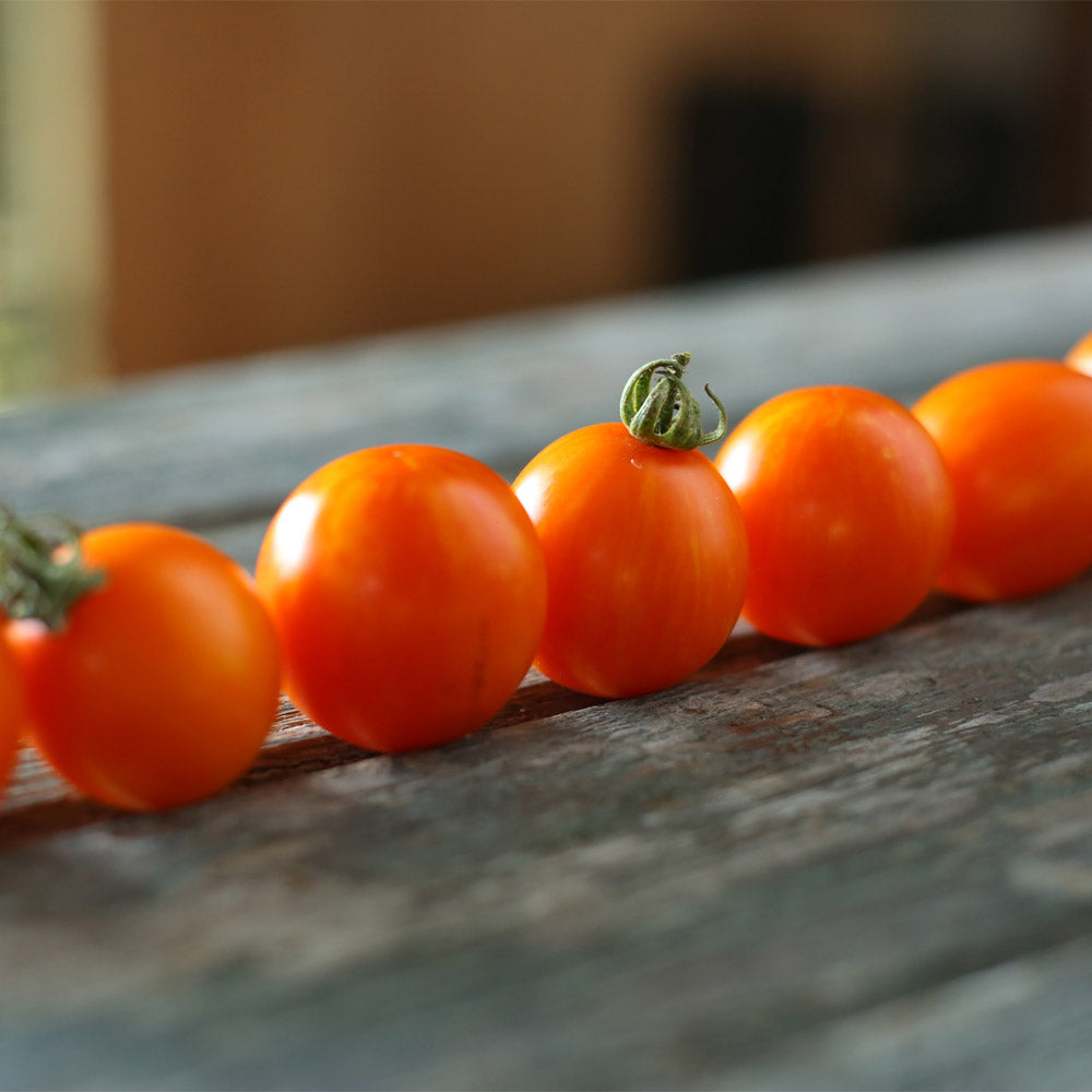 TOMATE CHERRY, BUMBLE BEE