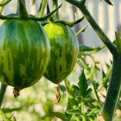 TOMATE CHERRY, GREEN ZEBRA