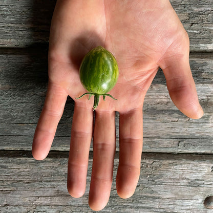 TOMATE CHERRY, GREEN ZEBRA