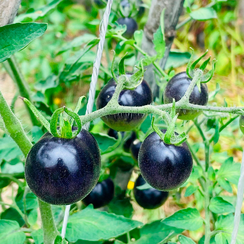 TOMATE CHERRY, NEGRO