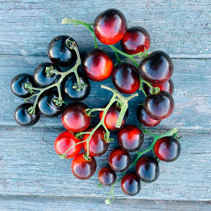 TOMATE CHERRY, NEGRO