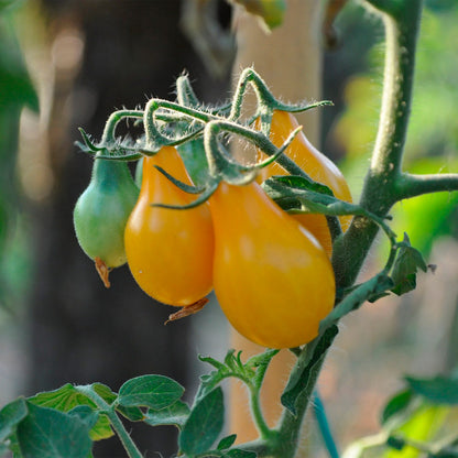 TOMATE CHERRY, PERITA AMARILLO