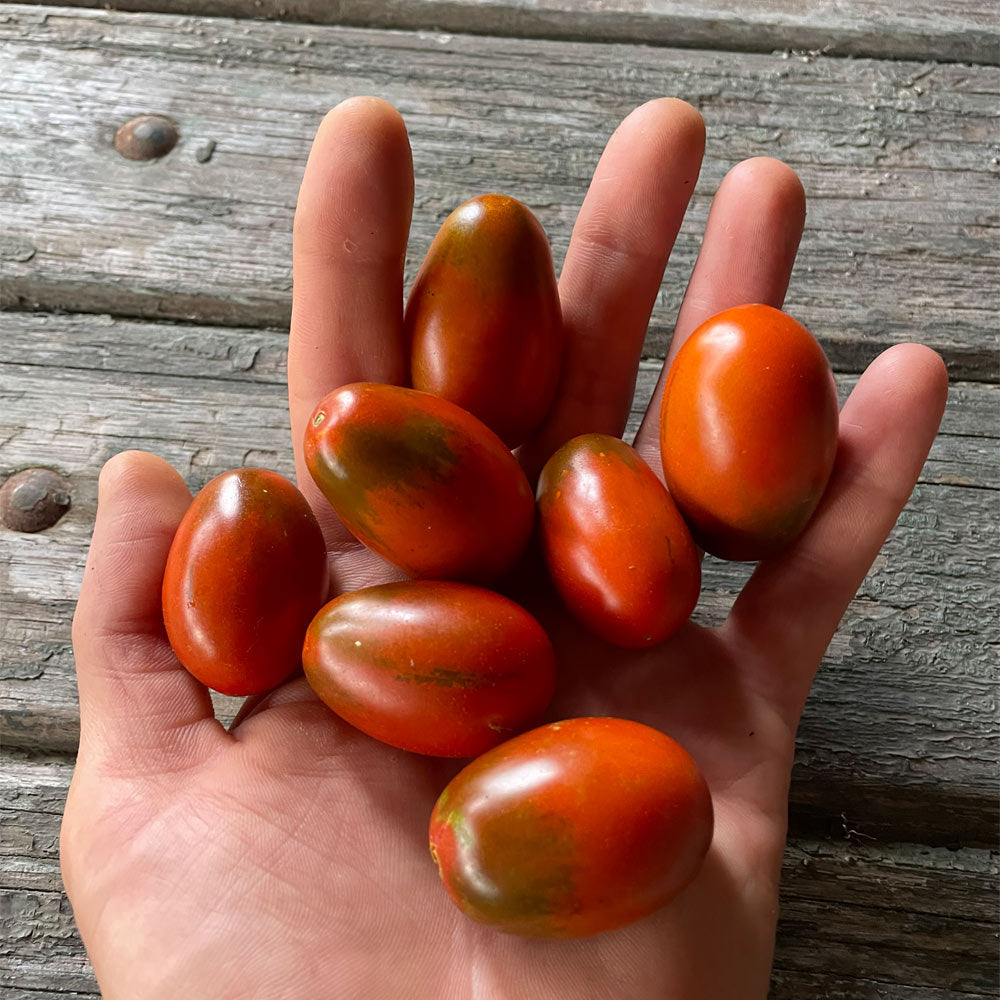 TOMATE CHERRY, PERITA CHOCOLATE