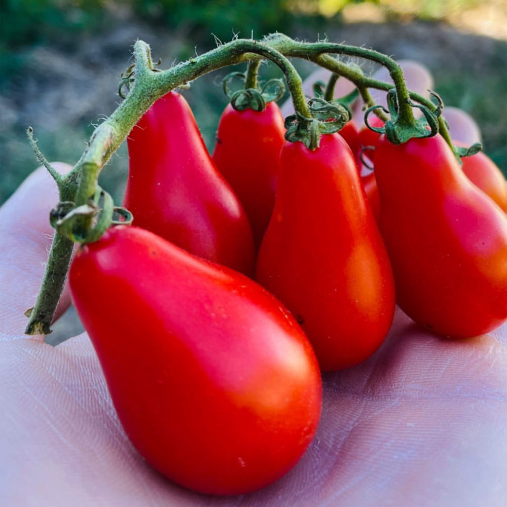 TOMATE CHERRY, PERITA ROJO