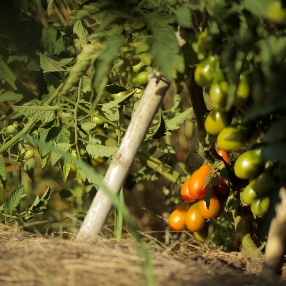 TOMATE CHERRY, PERITA ROJO