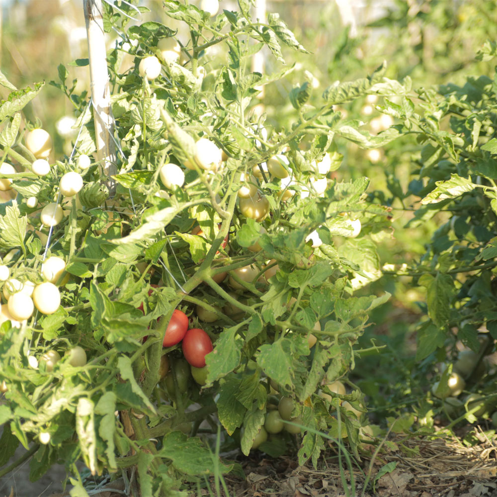 TOMATE CHERRY, PERITA ROSADO