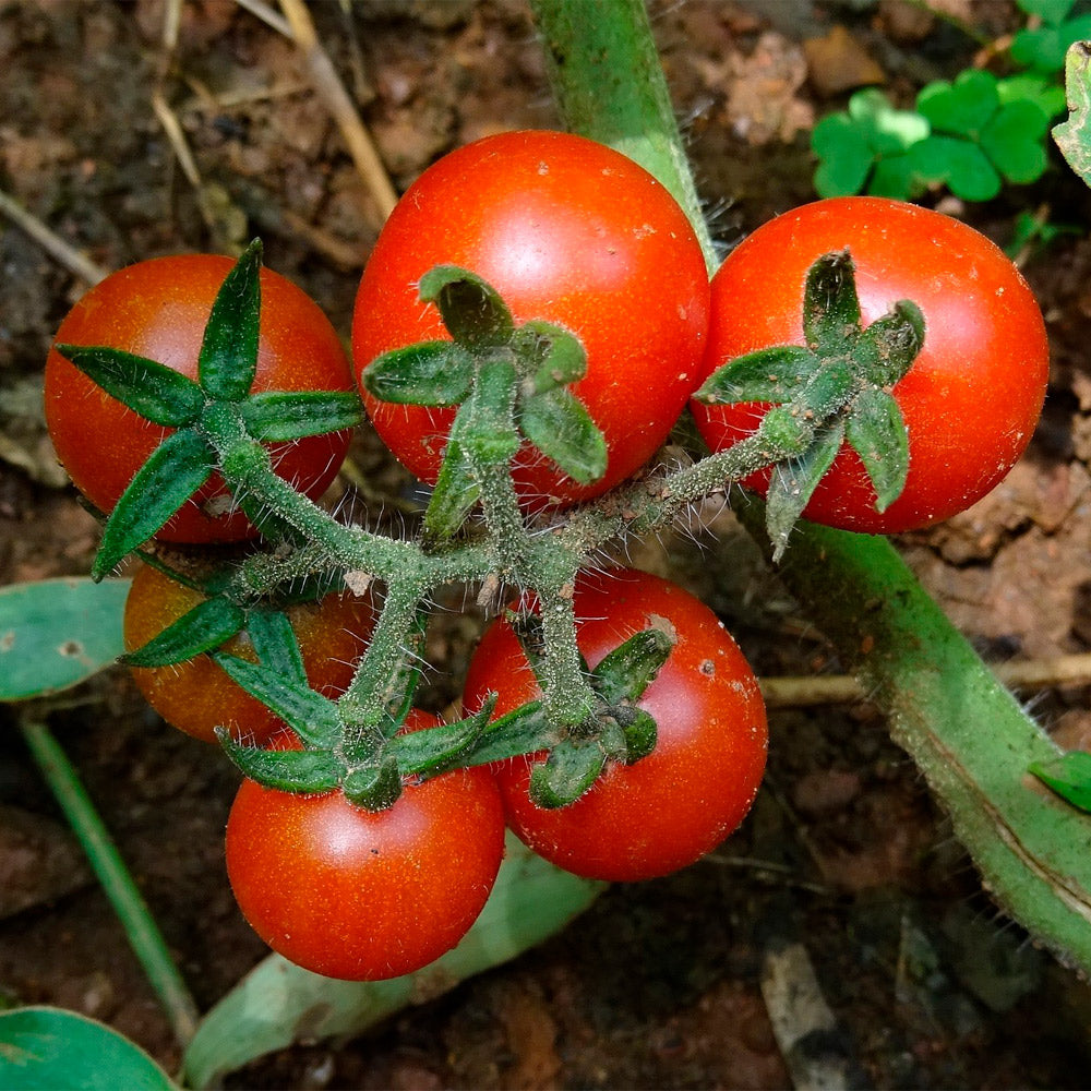 TOMATE CHERRY, ROJO GIGANTE