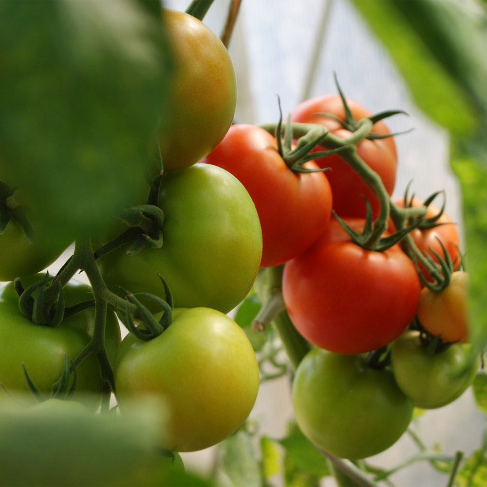 TOMATE CHERRY, ROJO GIGANTE