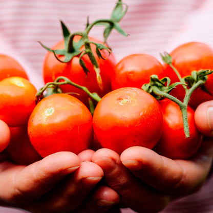 TOMATE CHERRY, ROJO GIGANTE