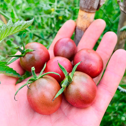 TOMATE CHERRY, VINO