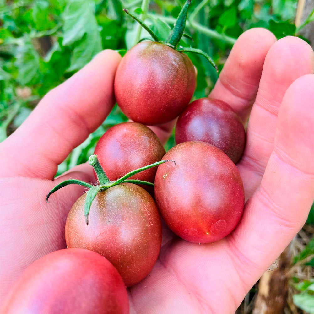 TOMATE CHERRY, VINO