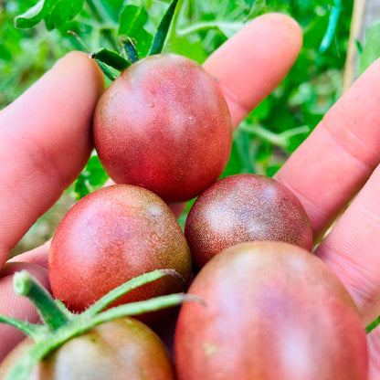 TOMATE CHERRY, VINO