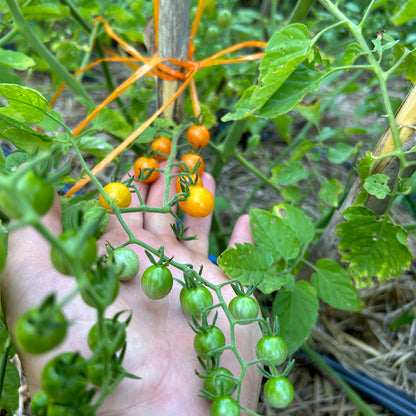 TOMATE CHERRY CUCHARITA AMARILLO