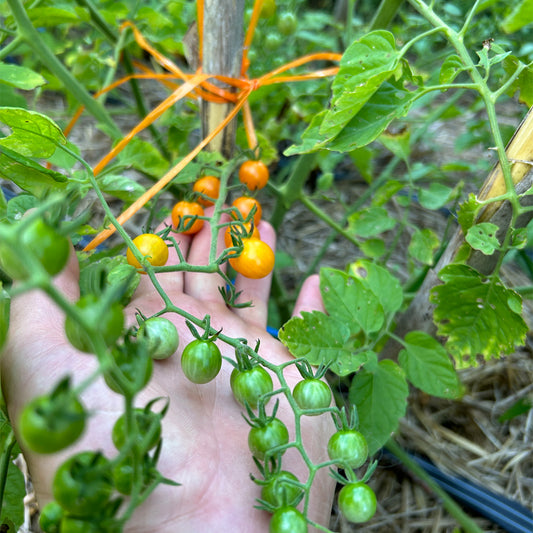 TOMATE CHERRY CUCHARITA AMARILLO