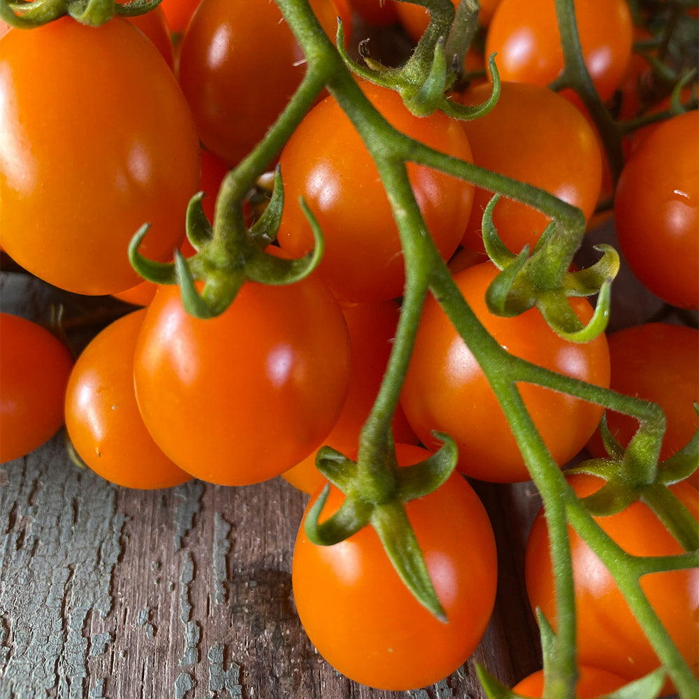 TOMATE CHERRY, NARANJA