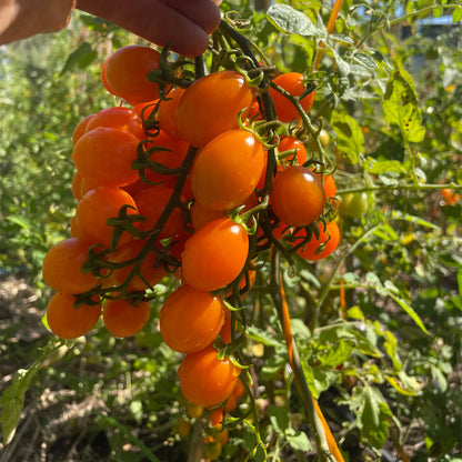 TOMATE CHERRY, NARANJA