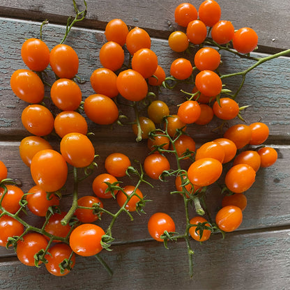 TOMATE CHERRY, NARANJA