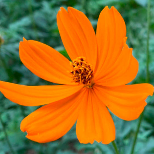 COSMOS, NARANJA