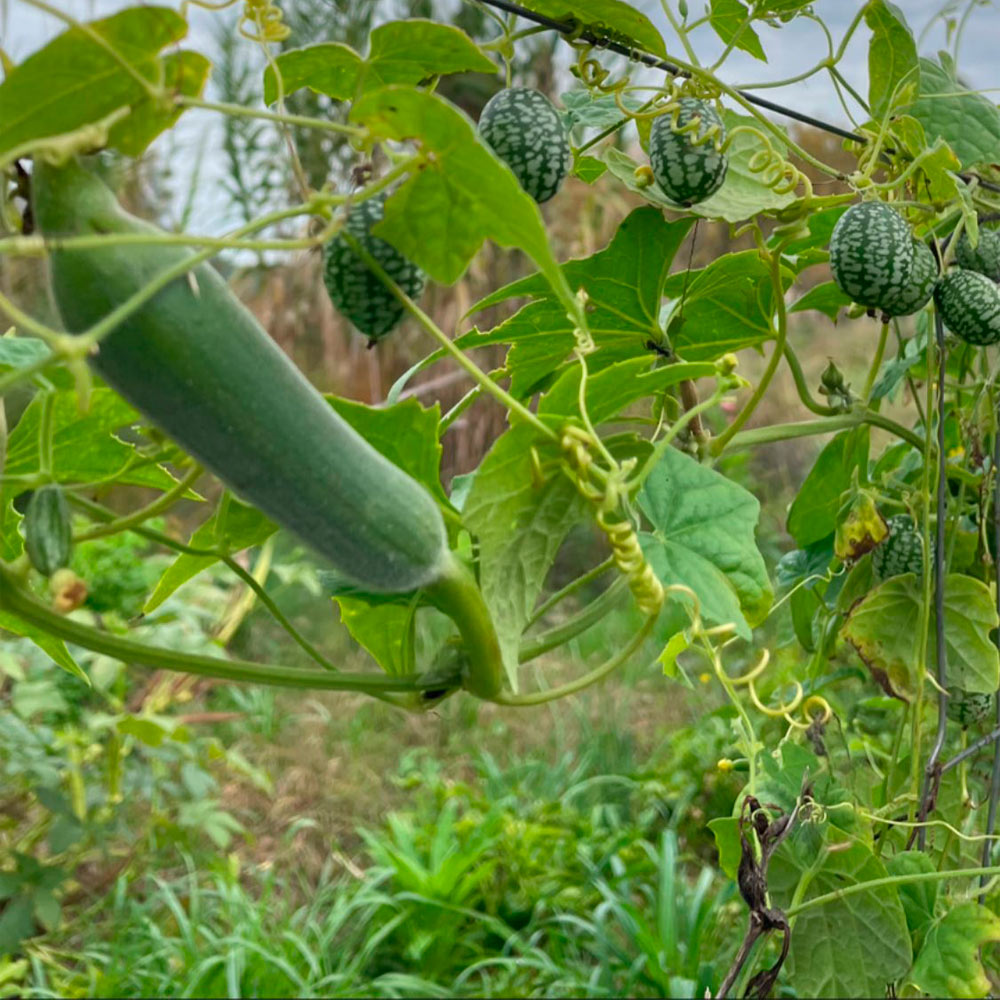 CUCAMELON