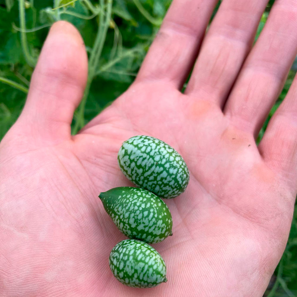 CUCAMELON