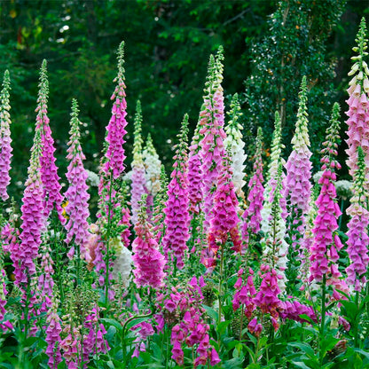 DIGITALIS VIOLETA