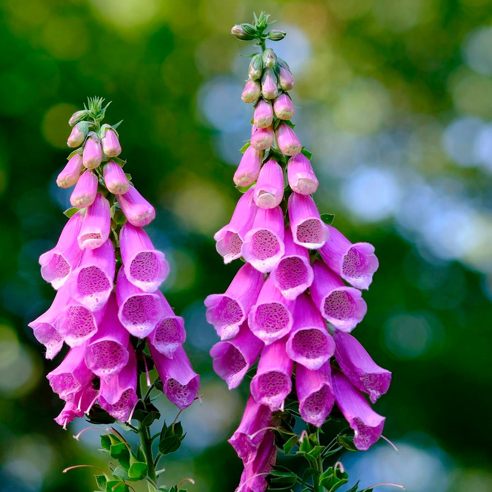DIGITALIS VIOLETA